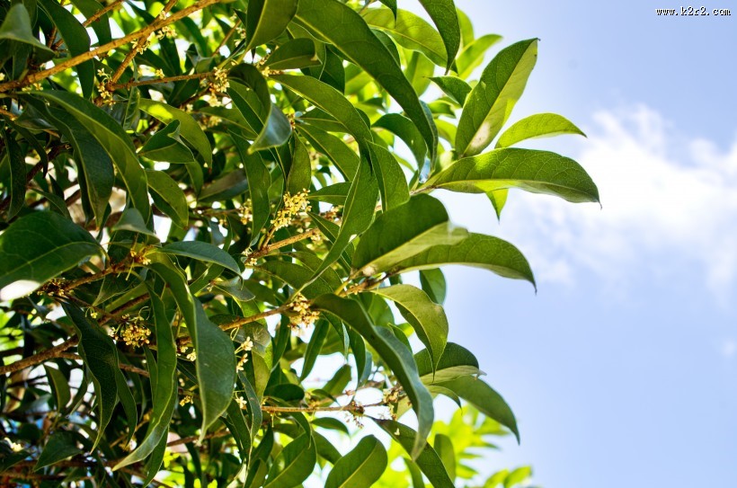 唯美的秋叶风景图片大全