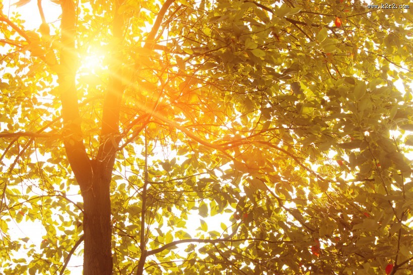 唯美的秋叶风景图片大全