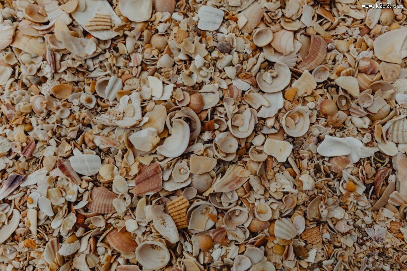 沙滩贝壳和小石子的图片