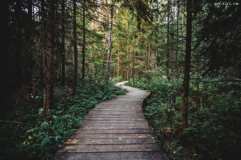 茂密的森林图片大全