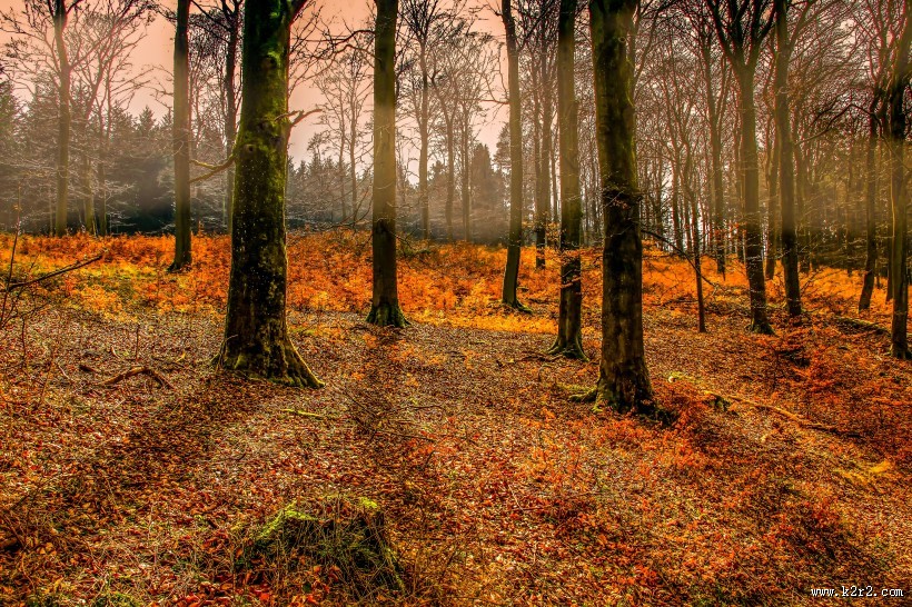 茂密的森林图片大全