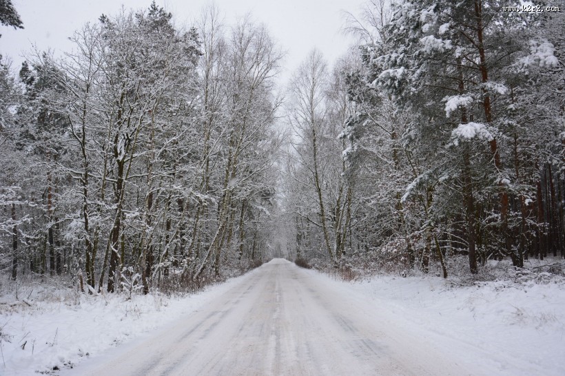冬季唯美的森林雪景图片大全
