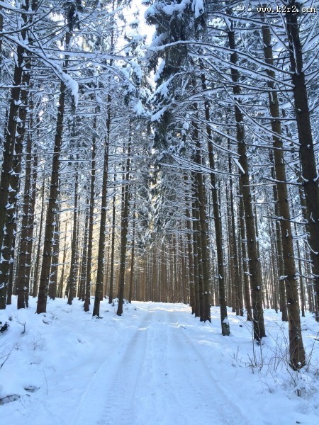 冬季唯美的森林雪景图片大全