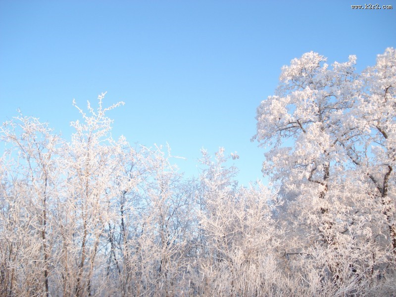 冬季唯美的森林雪景图片大全