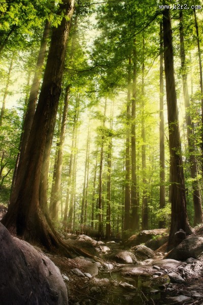 幽静的树林图片