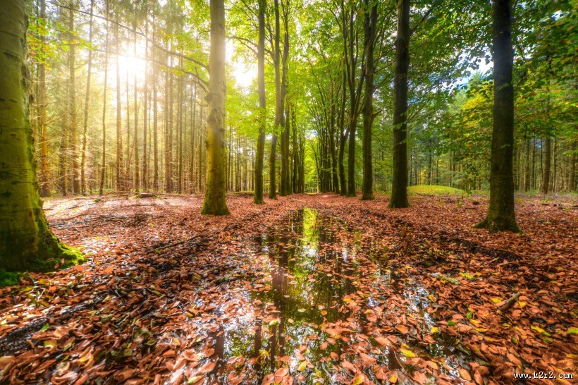 幽静的树林图片