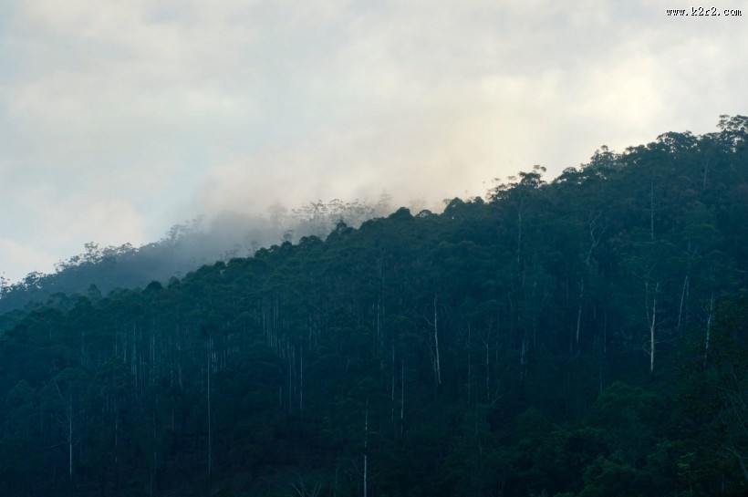 多雾的山和茂盛的森林图片大全