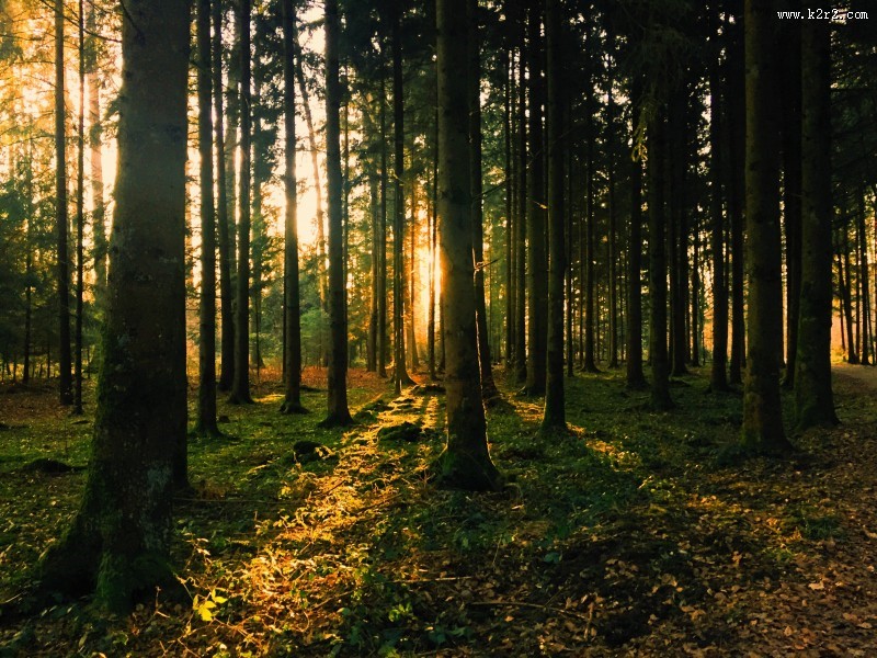 茂密的森林图片