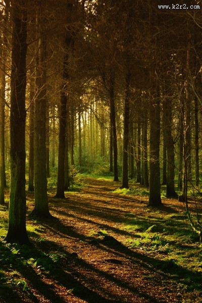 茂密的森林图片