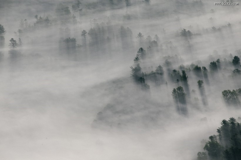 雾天的森林图片大全