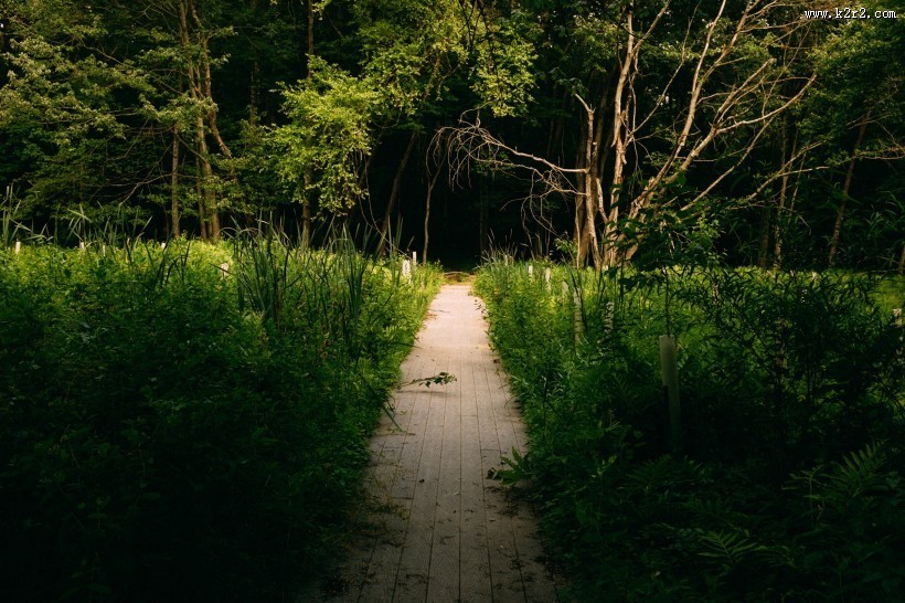 森林里幽静的小路图片