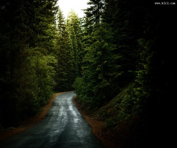 森林里幽静的小路图片