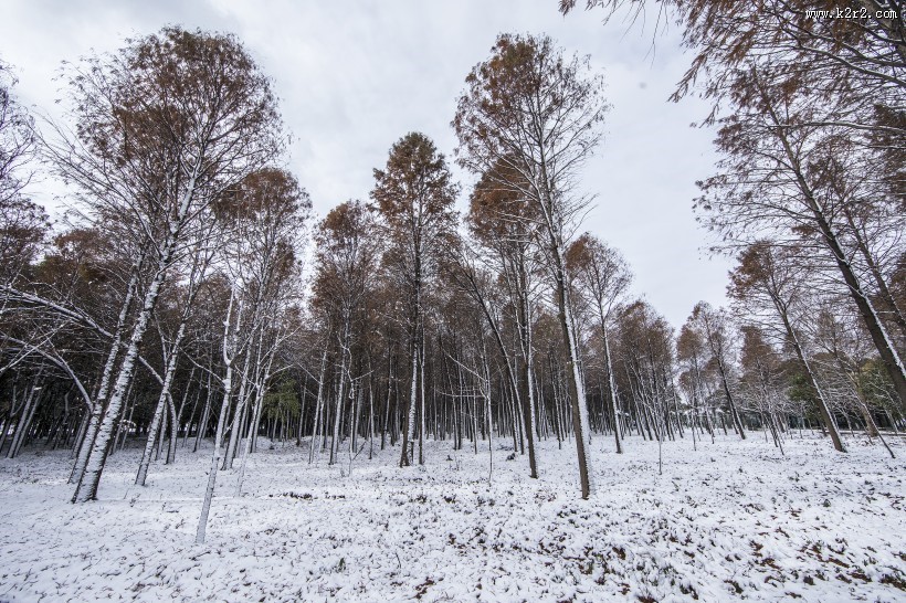 树林里的雪景图片