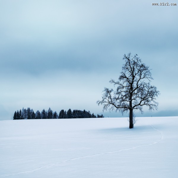 雪地里的树图片