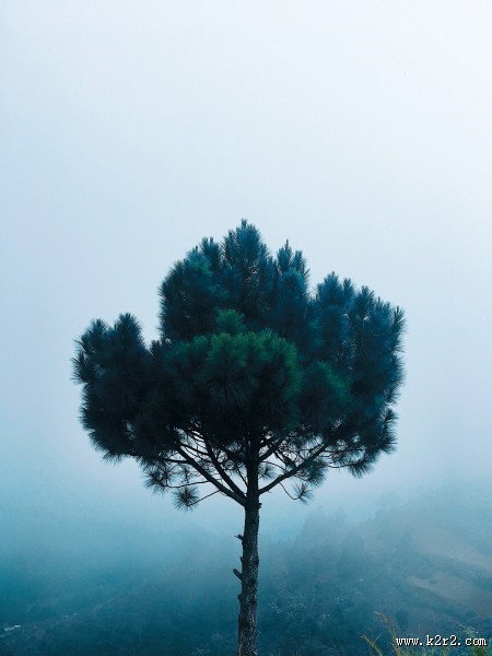 一棵孤独生长的树图片
