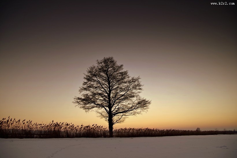 一棵孤独的树图片