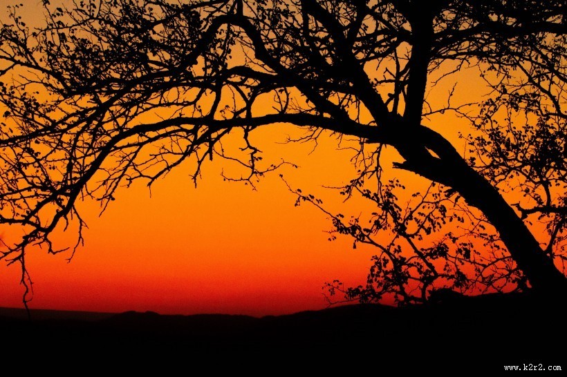 夕阳映照下的一棵树图片