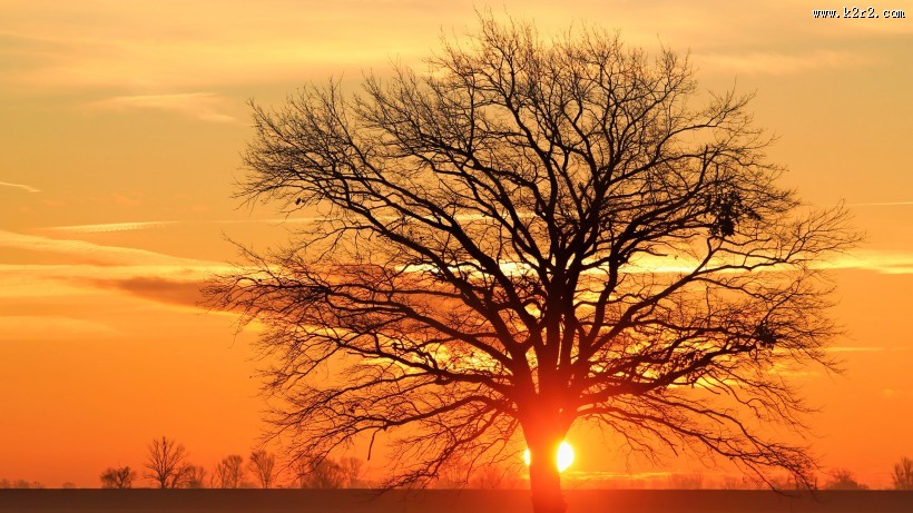 夕阳映照下的一棵树图片