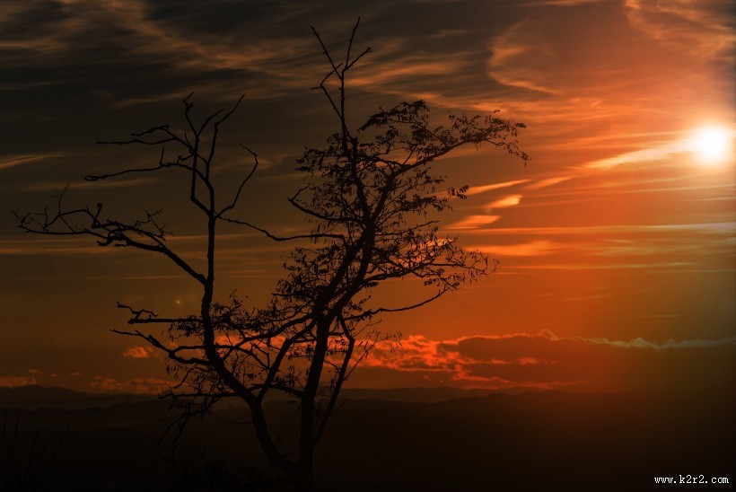 夕阳映照下的一棵树图片