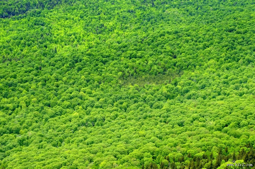 绿油油的树木图片大全