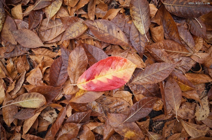 落在地上的树叶图片