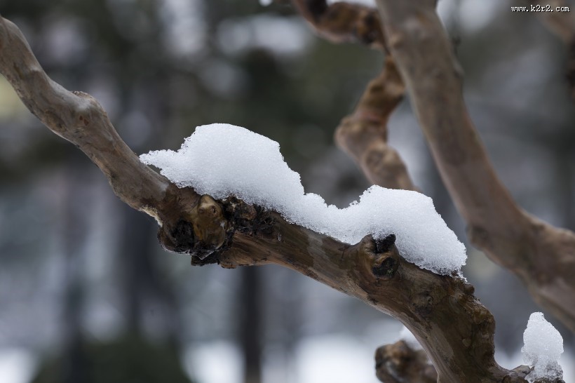 寒冷冬季雪景图片