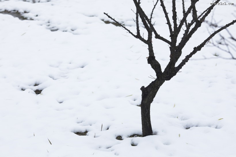 寒冷冬季雪景图片