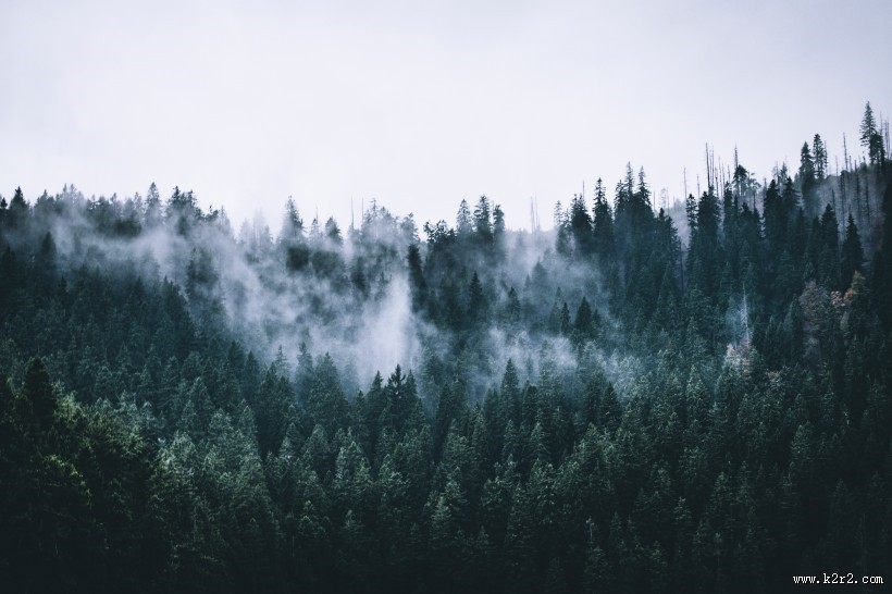 森林上空的雾图片大全