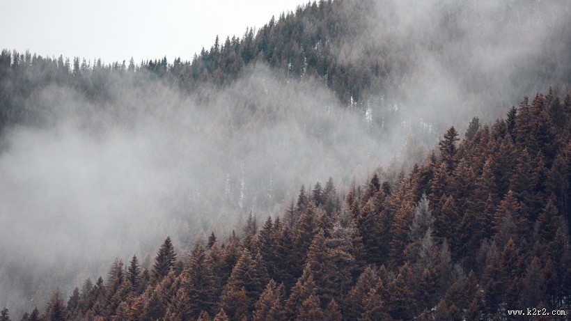 森林上空的雾图片大全