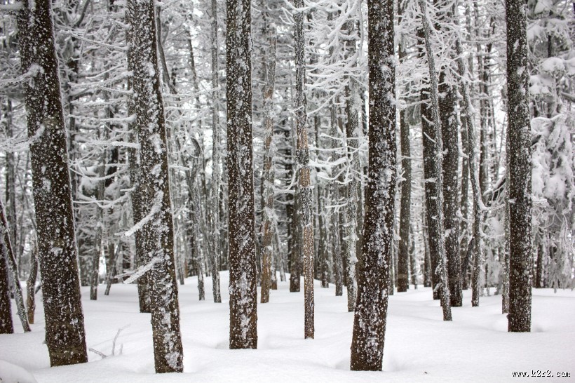 冬季白雪覆盖的树林图片
