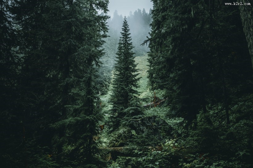 美丽的树林图片