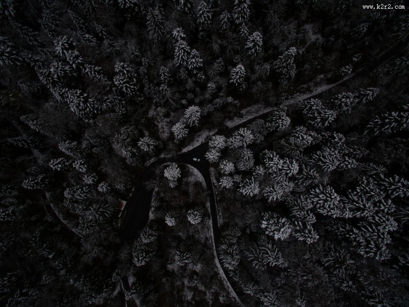 美丽的树林图片