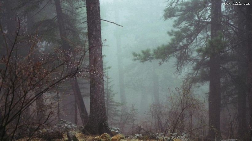 清晨的树林图片