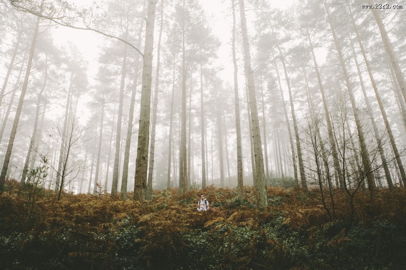 清晨的树林图片