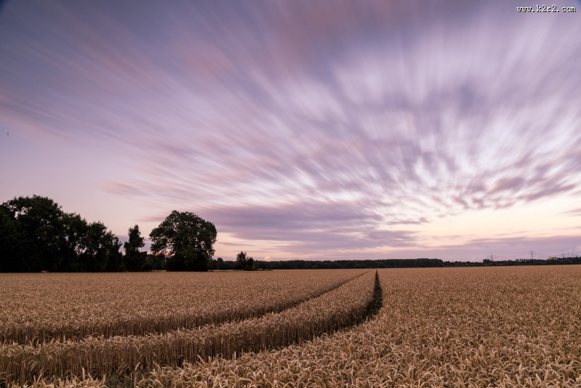 金黄的麦田风光图片大全