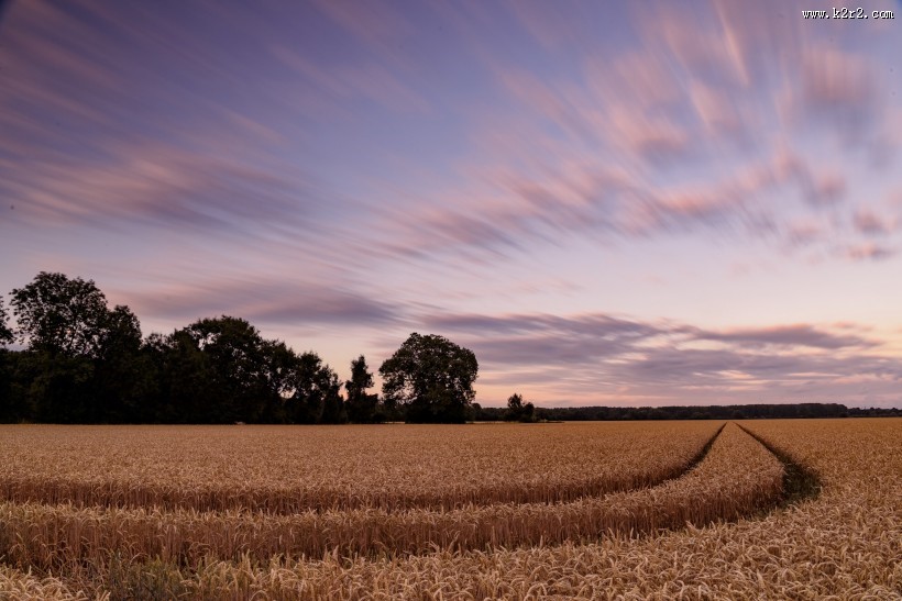 金黄的麦田风光图片大全