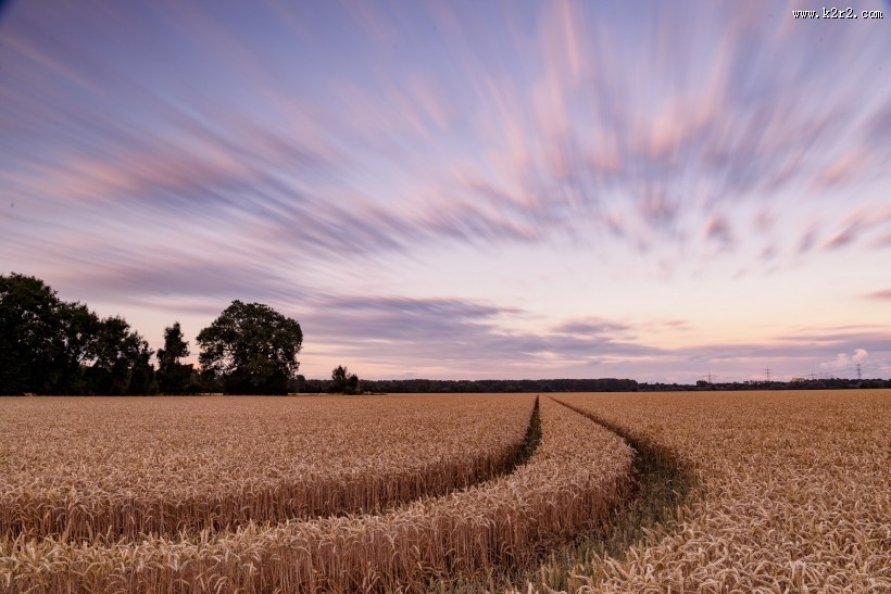 金黄的麦田风光图片大全