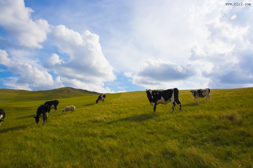 唯美的草原蓝色天空图片