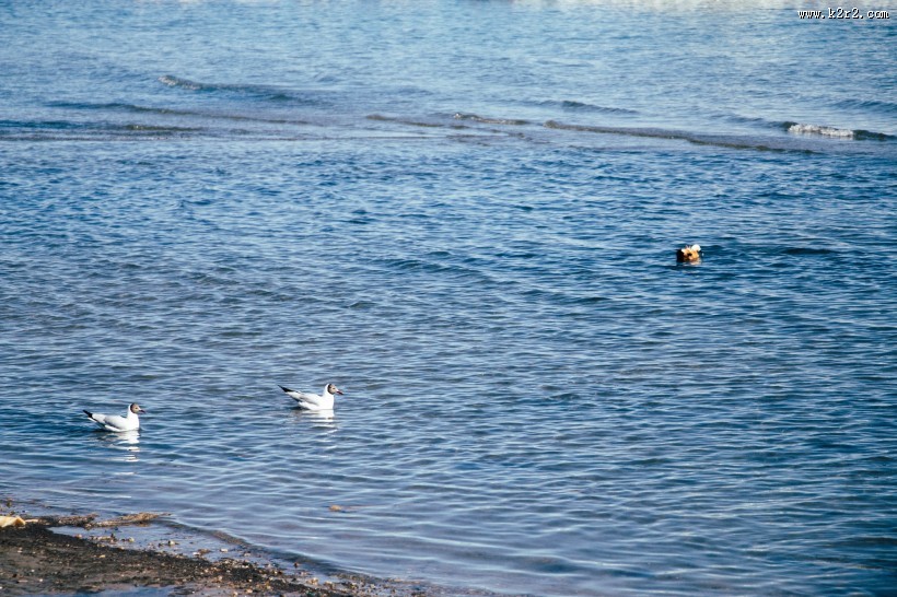 唯美滩涂风景图片
