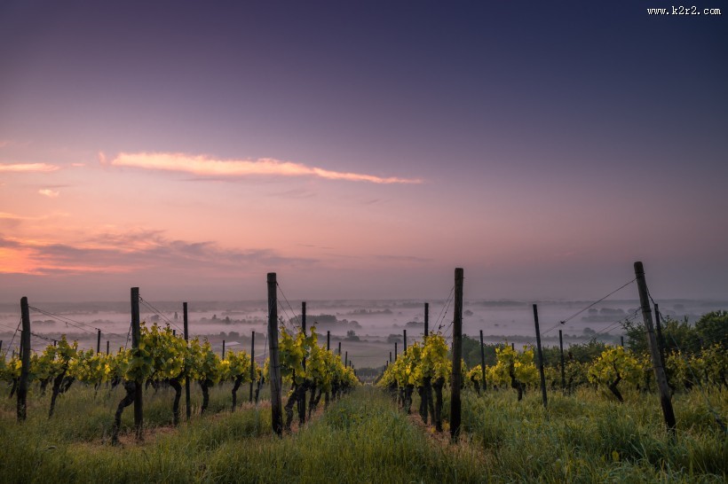 美丽的葡萄庄园图片