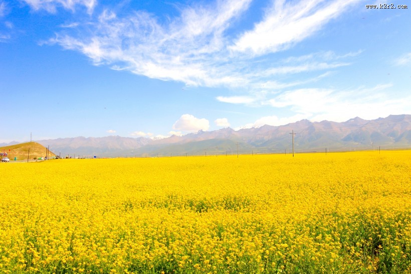 金灿灿的油菜花田图片