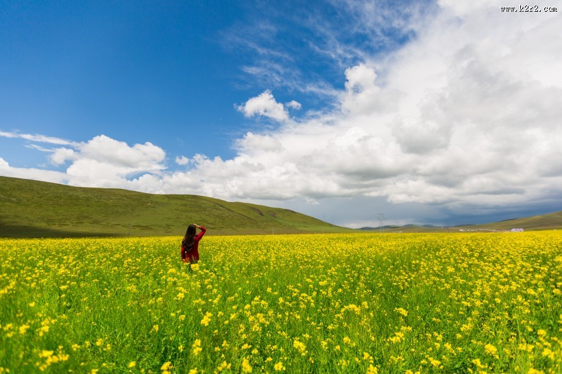 金灿灿的油菜花田图片