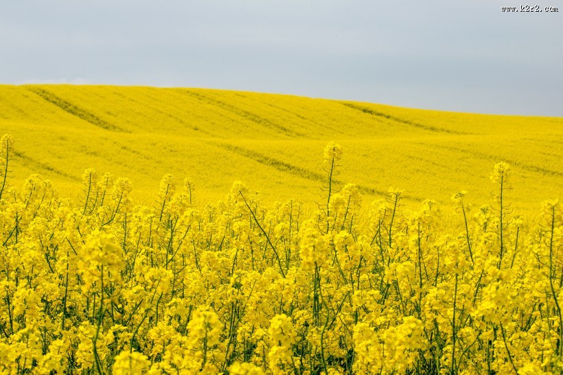 金灿灿的油菜花田图片