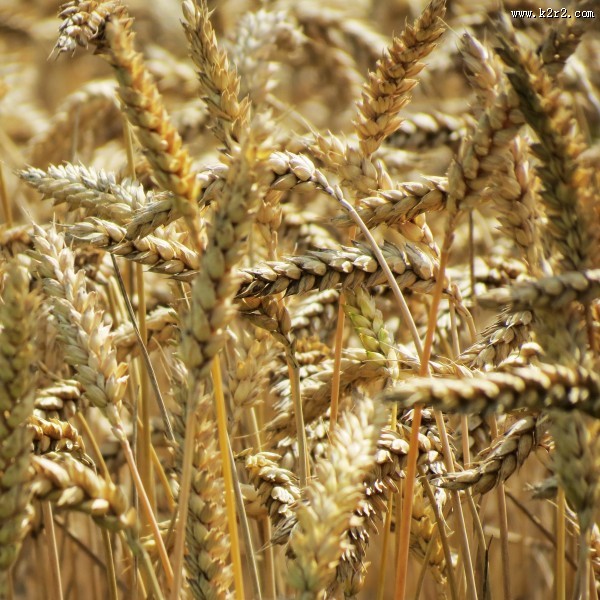 成熟的麦穗图片大全