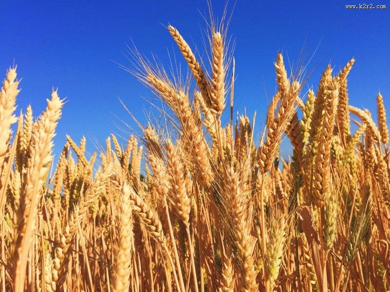 成熟的麦穗图片大全
