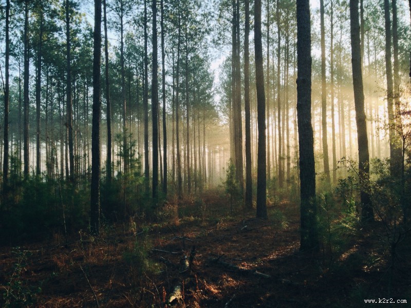 阳光透过整齐树林的图片