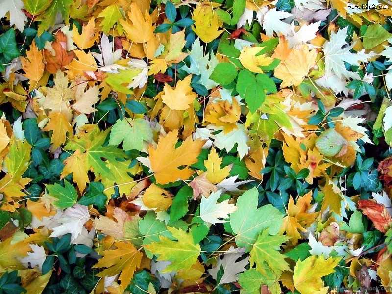 五彩缤纷的枫叶图片