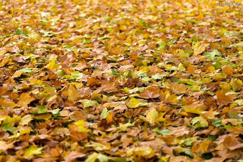 五彩缤纷的枫叶图片