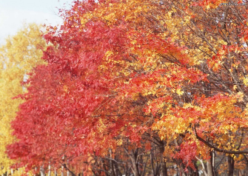 漂亮的枫树和枫叶图片