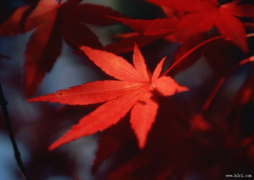 秋日的红叶图片大全